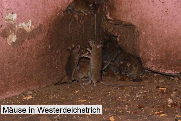 Mäuse in Westerdeichstrich